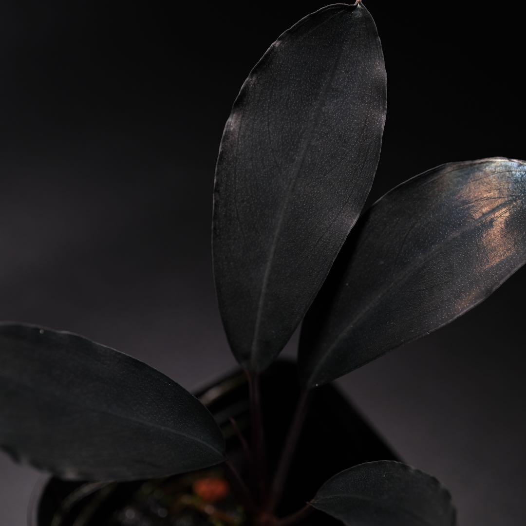 K@RさんBucephalandra sp. Dark Africa