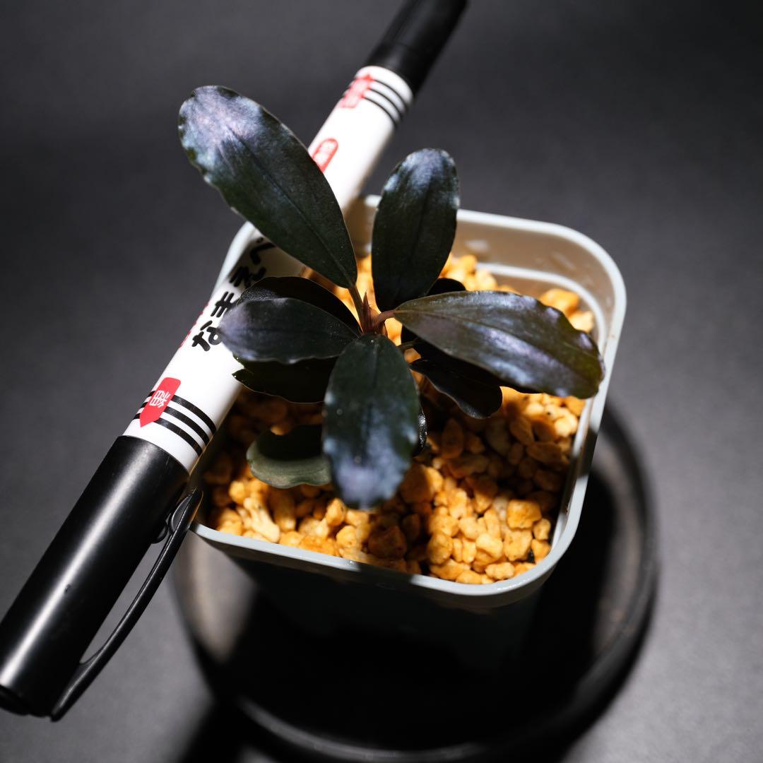 K@RさんBucephalandra sp. Dark Africa