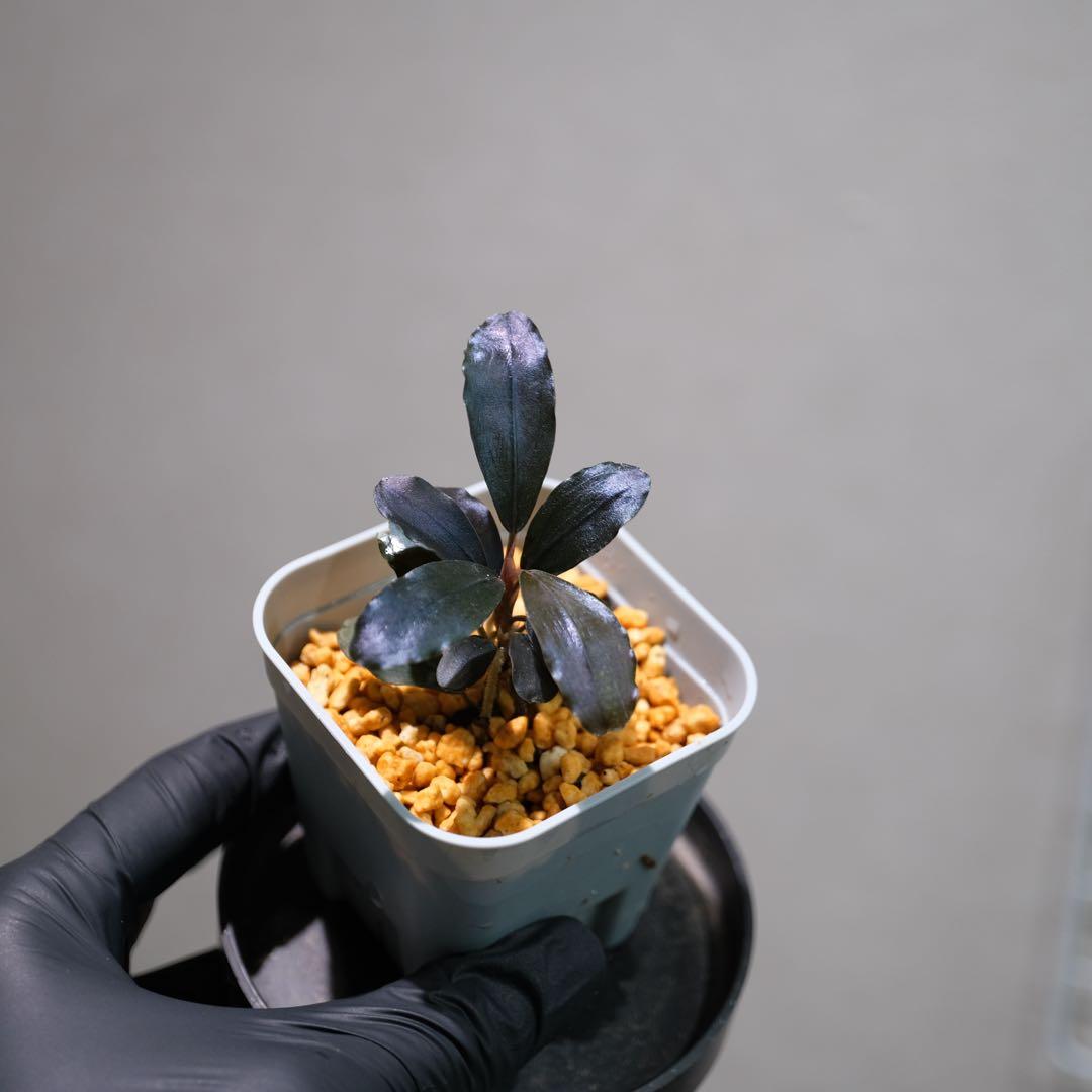 K@RさんBucephalandra sp. Dark Africa