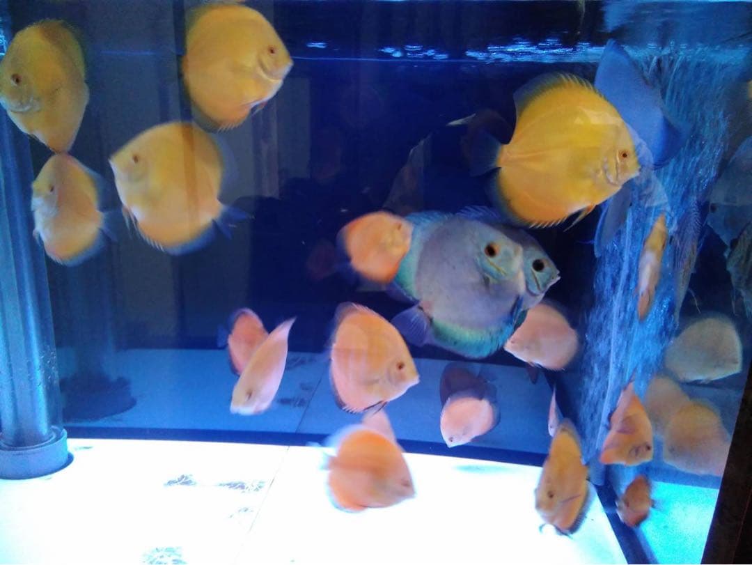 900 アクリル水槽　オーバーフロー 大型水槽 & キャビネット水槽台