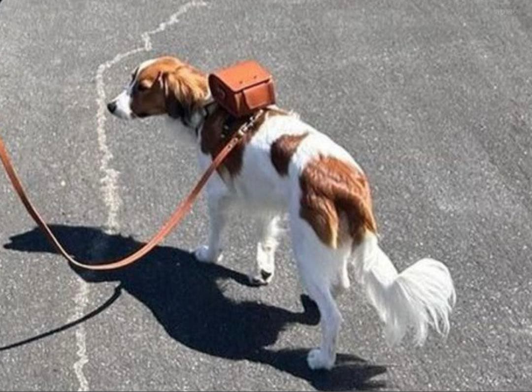 予約限定品ペットランドセル　大谷翔平選手の愛犬デコピン　土屋鞄　HC1101BR