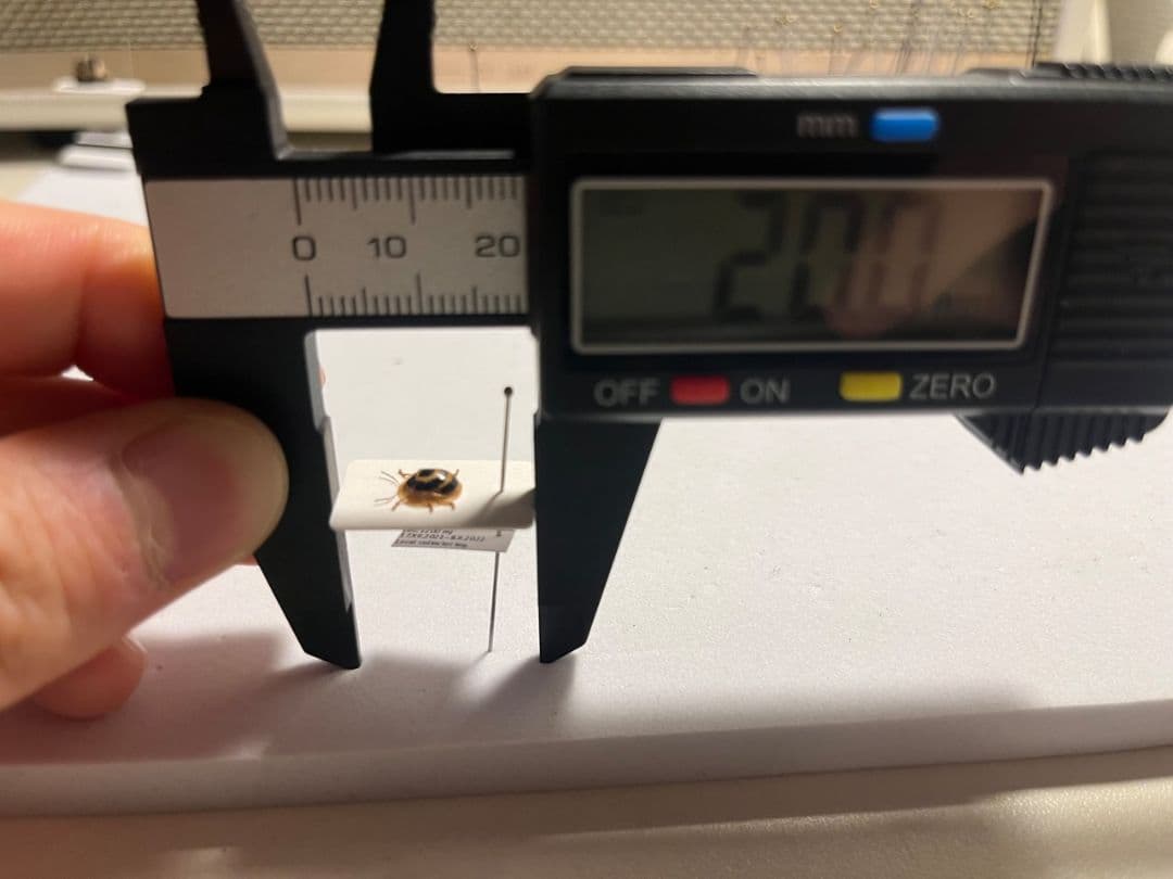 【5mm】目玉模様の特徴的なカメノコハムシ昆虫標本 タマムシカミキリテントウムシ