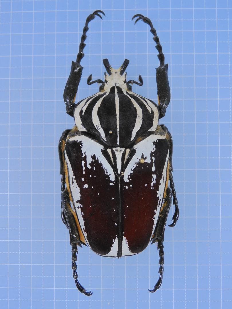 標本 Cameroon Goliathus goliathus 79mm