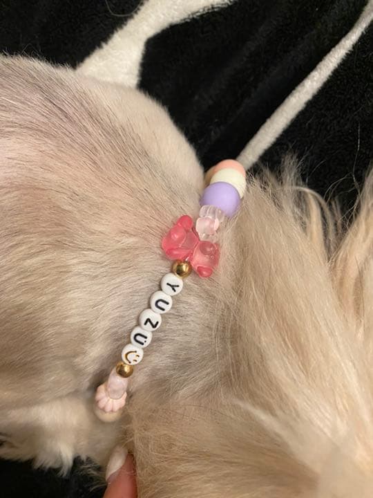 ⭕️ペット用アクセサリー