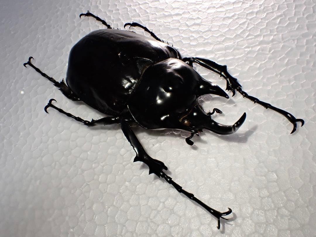 【標本】ヴァズデメロゾウカブト　ボリビア産　100.1ミリ　飼育品ＷＦ2