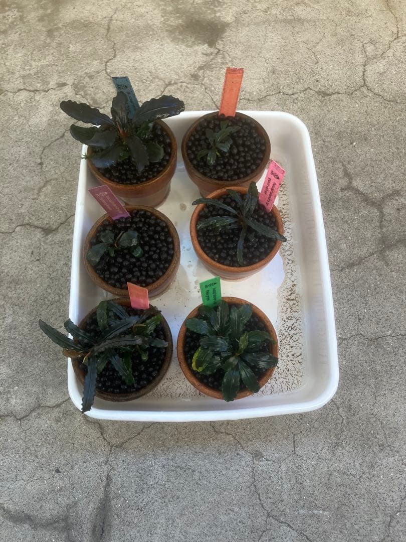 ブセファランドラ29種セット