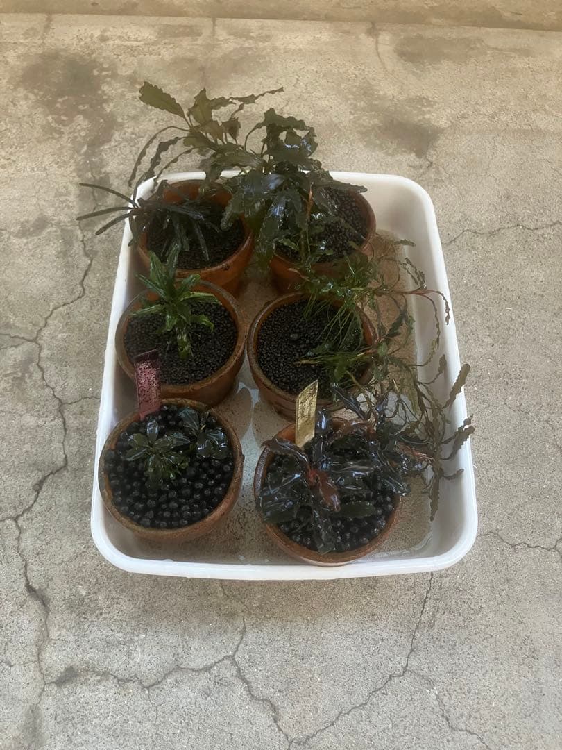 ブセファランドラ29種セット