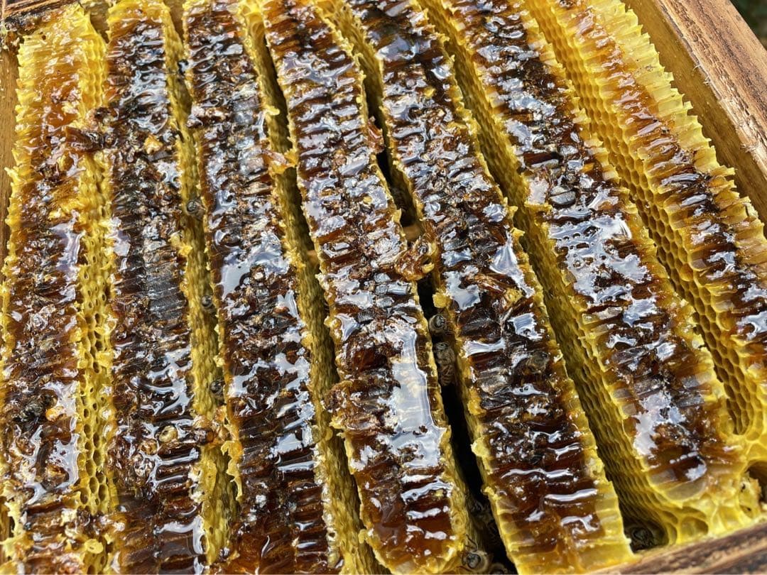 日本ミツバチ重箱式巣箱　飼育捕獲用