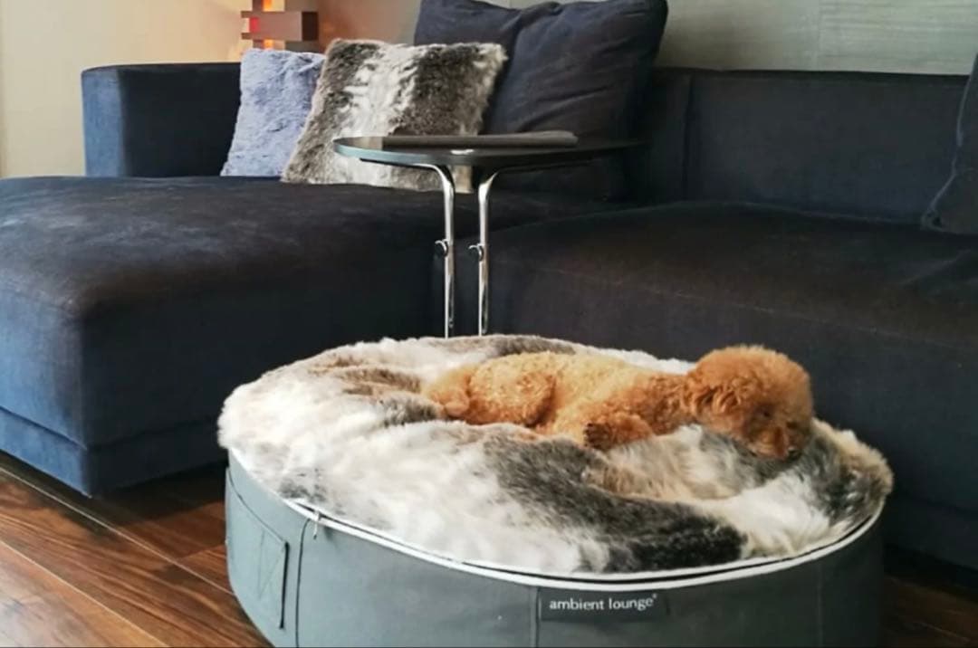 ambient lounge S ハイ ペットラウンジ