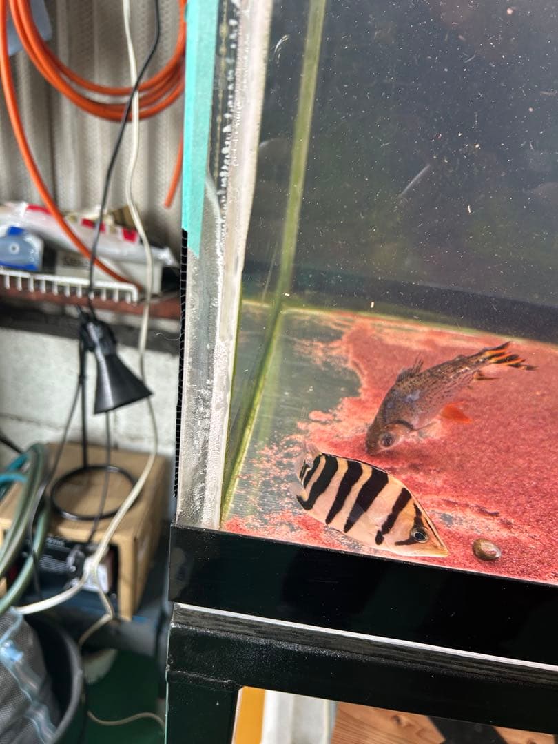 最終値下げ。アクリル水槽1500/600/600