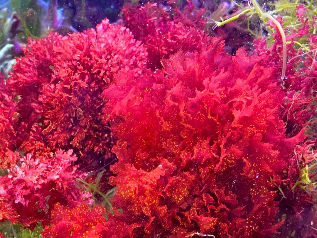 【匿名・宅急便】　赤色海藻詰め合わせ②　紅藻　+ 褐藻　緑藻