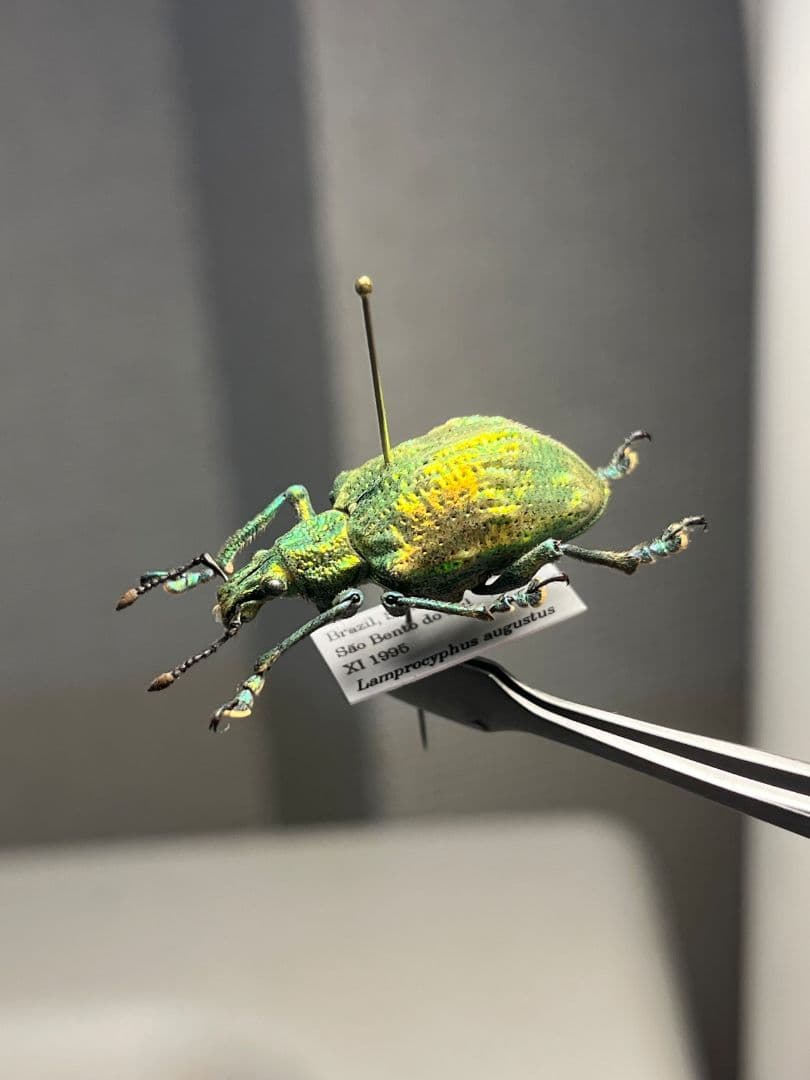 ホウセキゾウムシ ブラジル産 標本プラチナコガネ タマムシ ジンガサハムシ