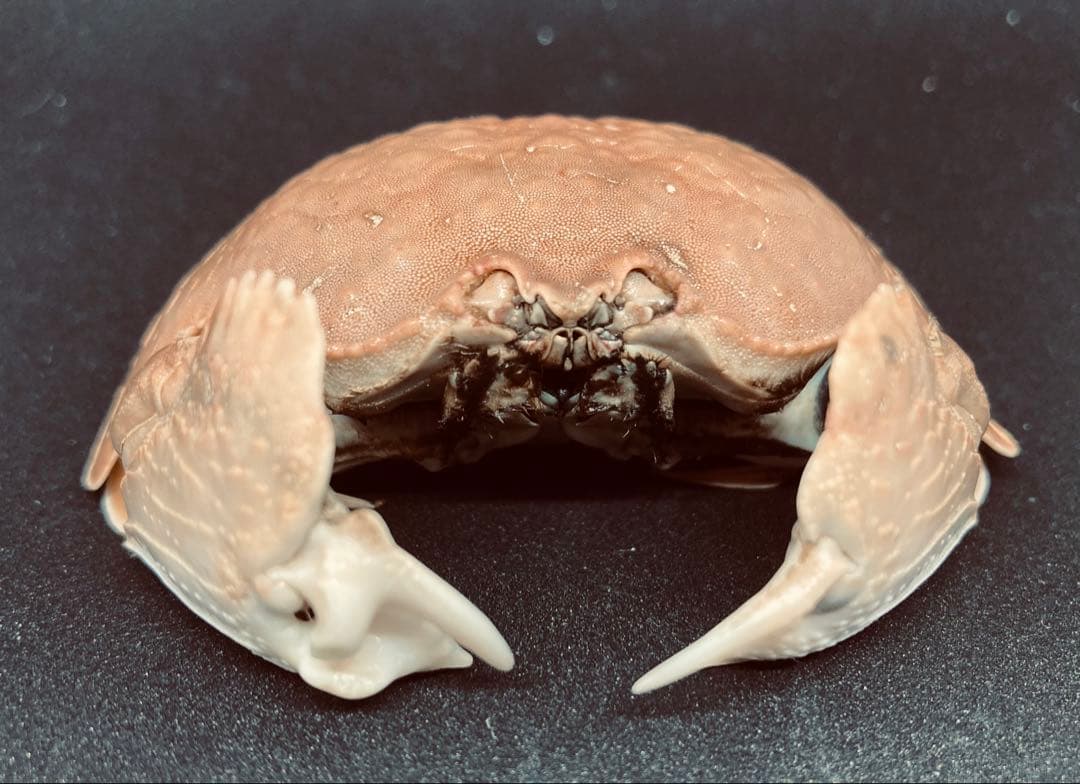 マルソデカラッパ 乾燥標本③カラッパ　カニ 標本