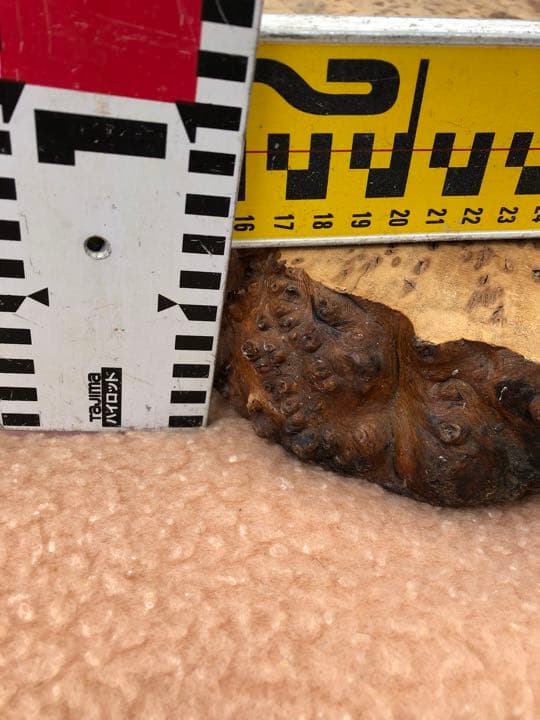 青森ヒバ　うずら模様　1枚板　こぶ板