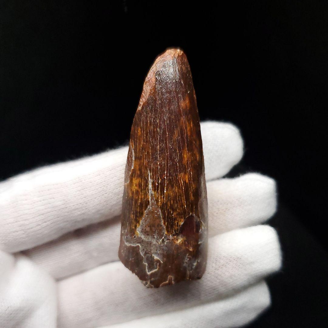 恐竜】スピノサウルス 本物 モロッコ産 53.66mm sp467