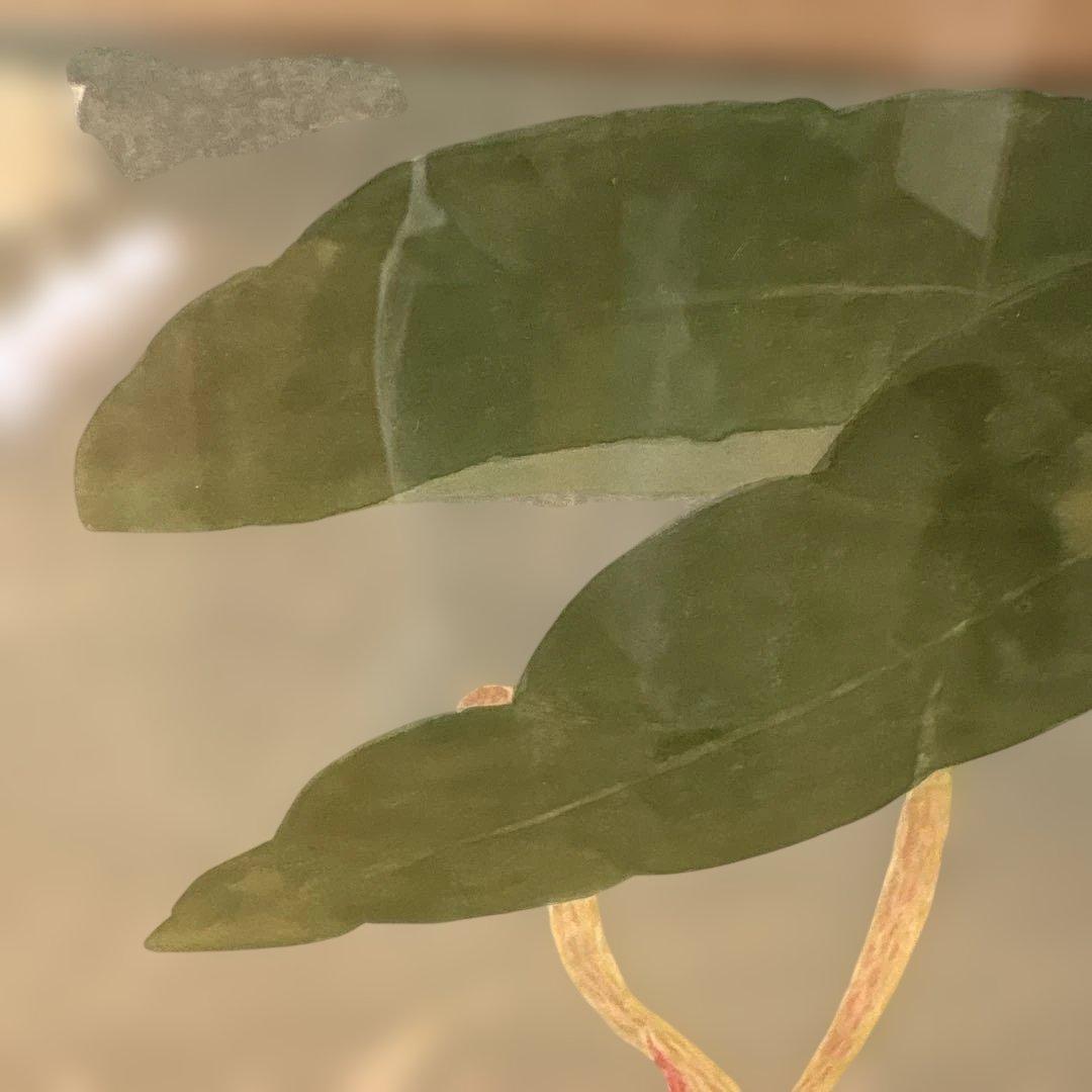 絵画　月下美人　　⚠️素人画