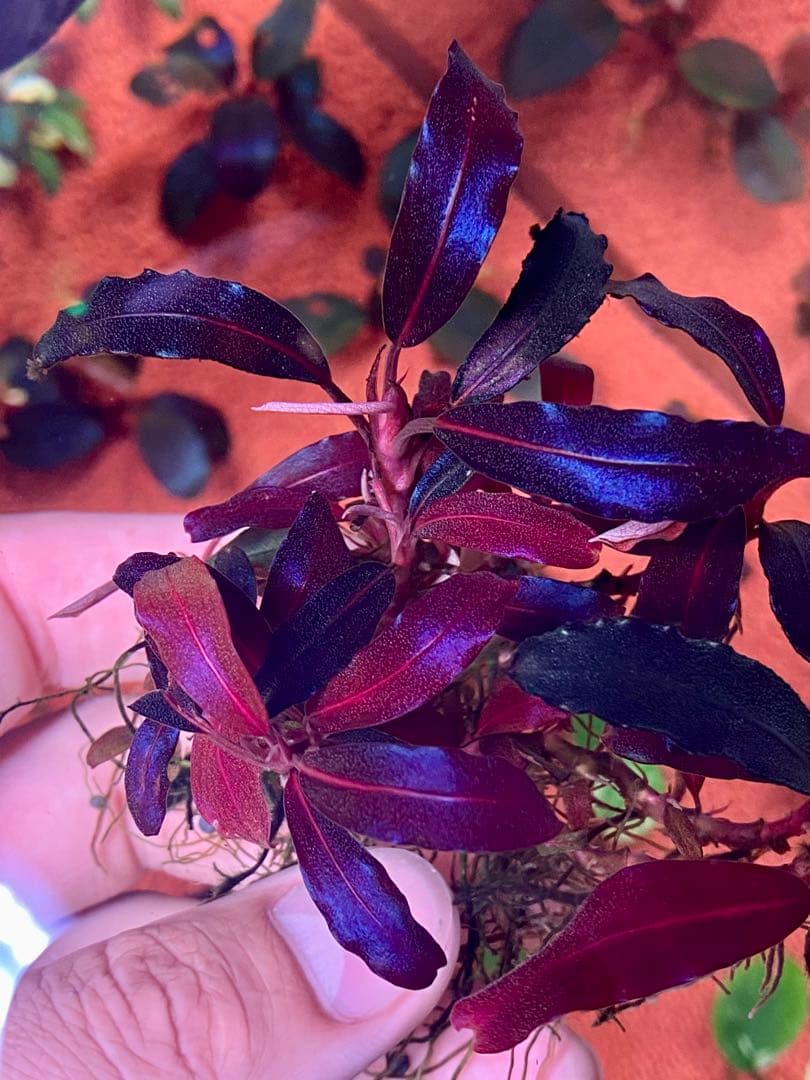 ブセファランドラspゴーストカリマンタン 大群生株