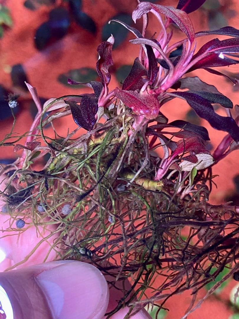 ブセファランドラspゴーストカリマンタン 大群生株