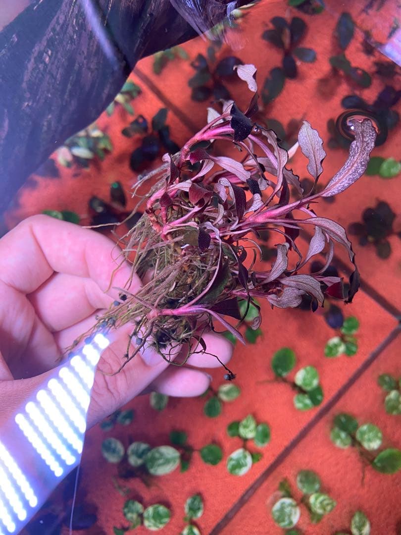 ブセファランドラspゴーストカリマンタン 大群生株