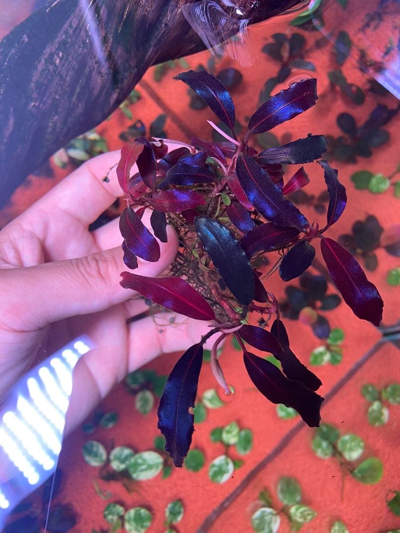 ブセファランドラspゴーストカリマンタン 大群生株