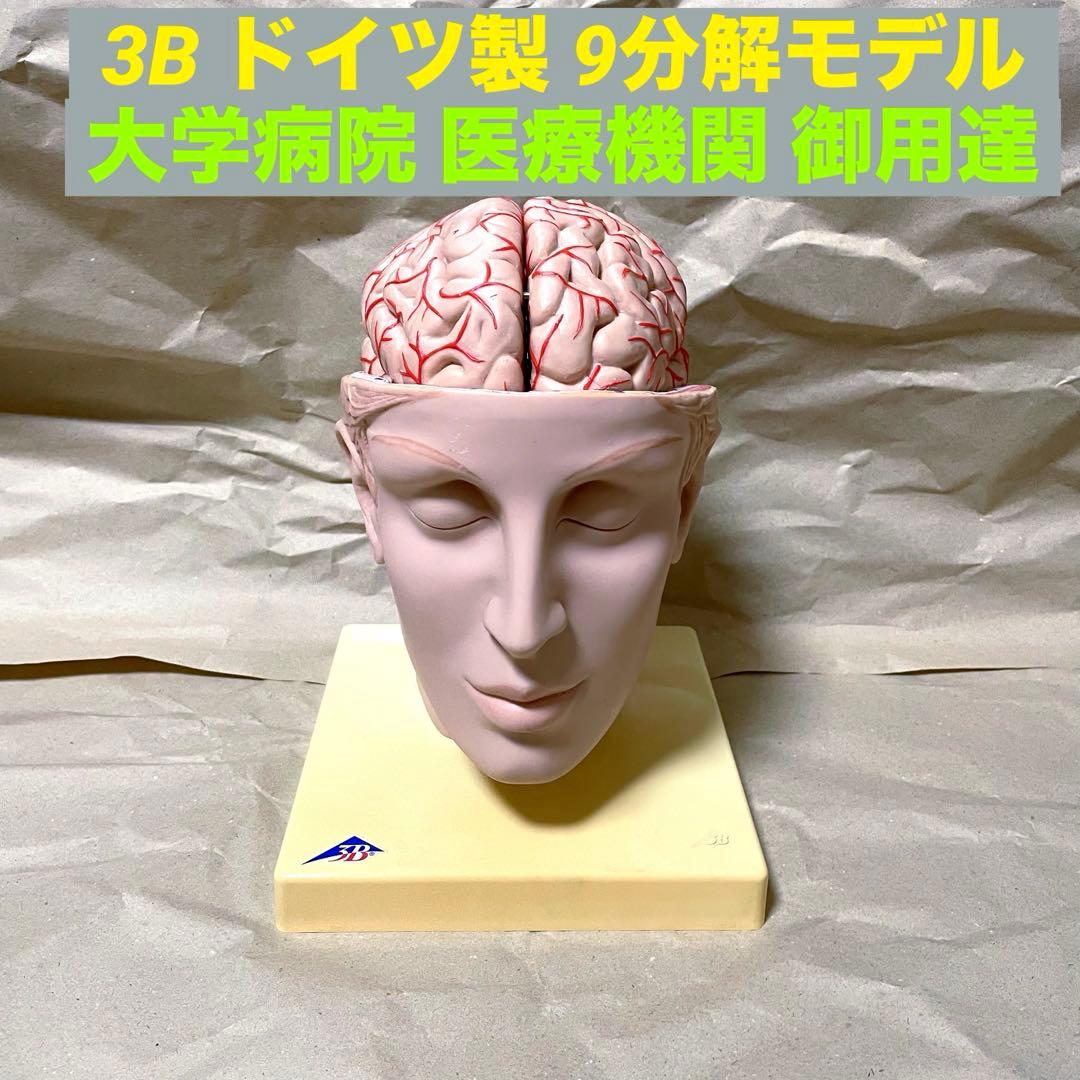 脳模型 医学 3B 9分解モデル ドイツ製