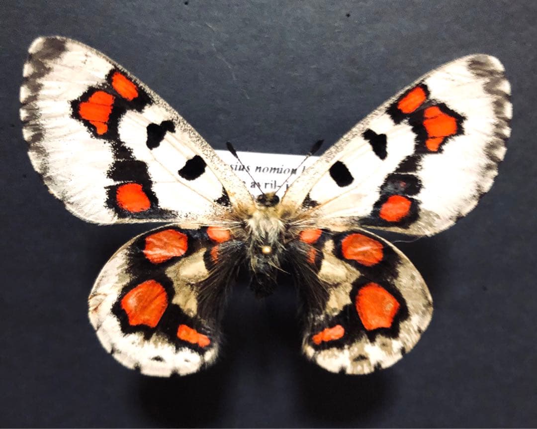 蝶標本　オオアカボシウスバ　♀