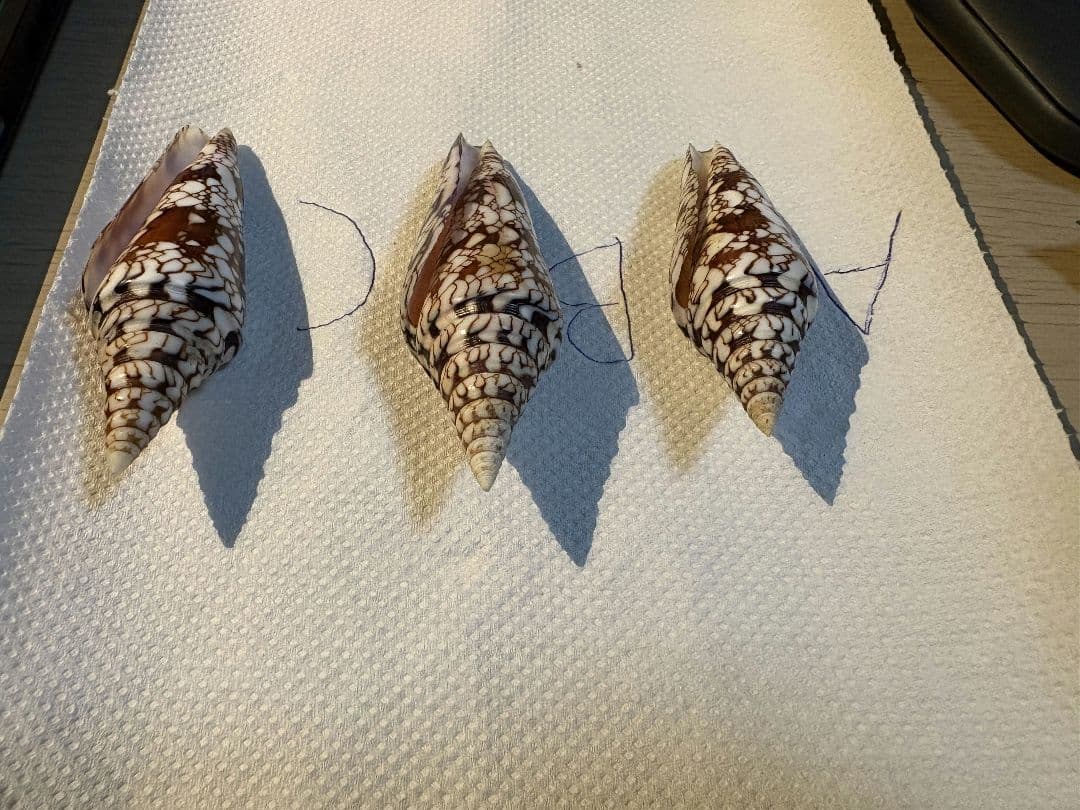 貝殻 イモガイ \"Milneedwardsii” 赤と白いストライプ