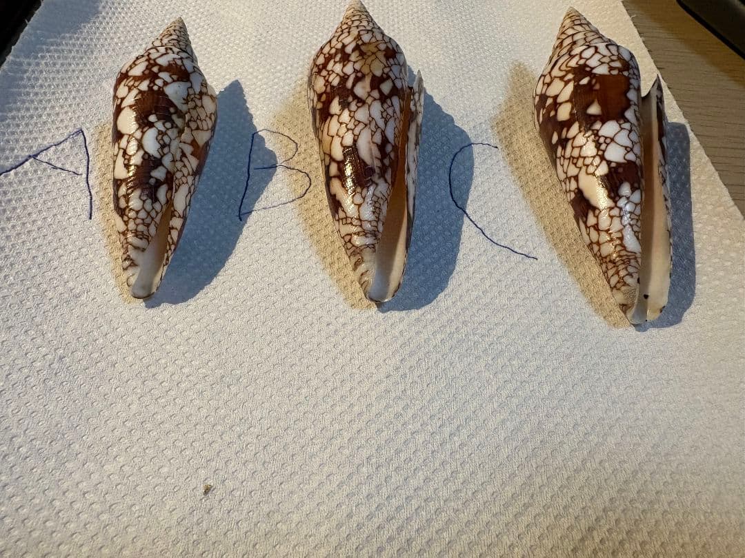 貝殻 イモガイ \"Milneedwardsii” 赤と白いストライプ