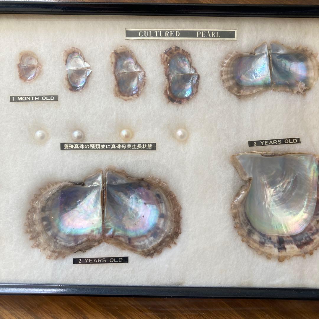 アコヤ貝 真珠 パール 貝 養殖 標本 cultured pearl フレーム…