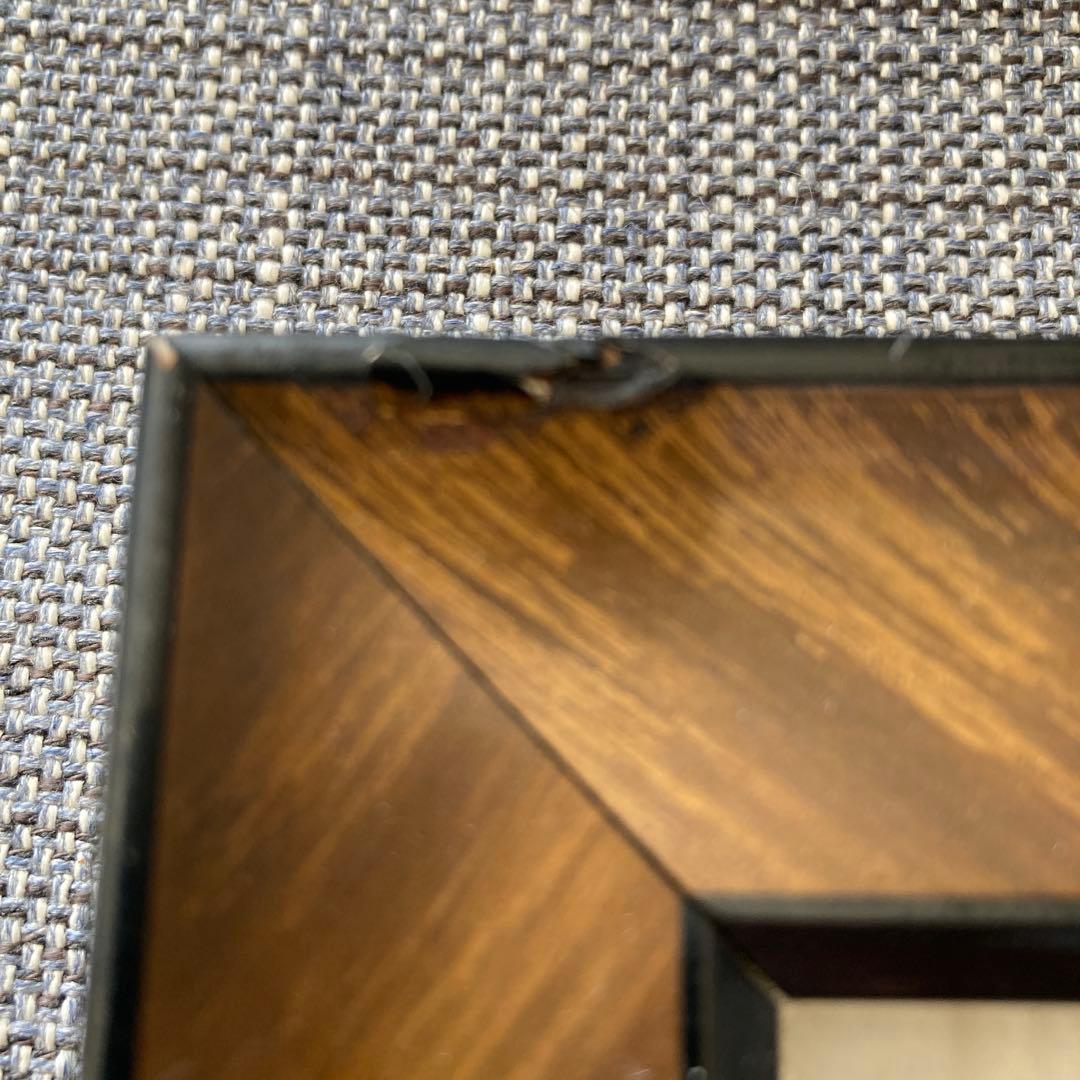 アコヤ貝 真珠 パール 貝 養殖 標本 cultured pearl フレーム…