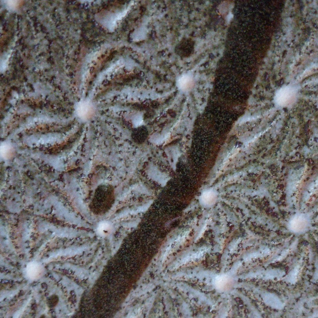 益子焼 明石庄作の大皿