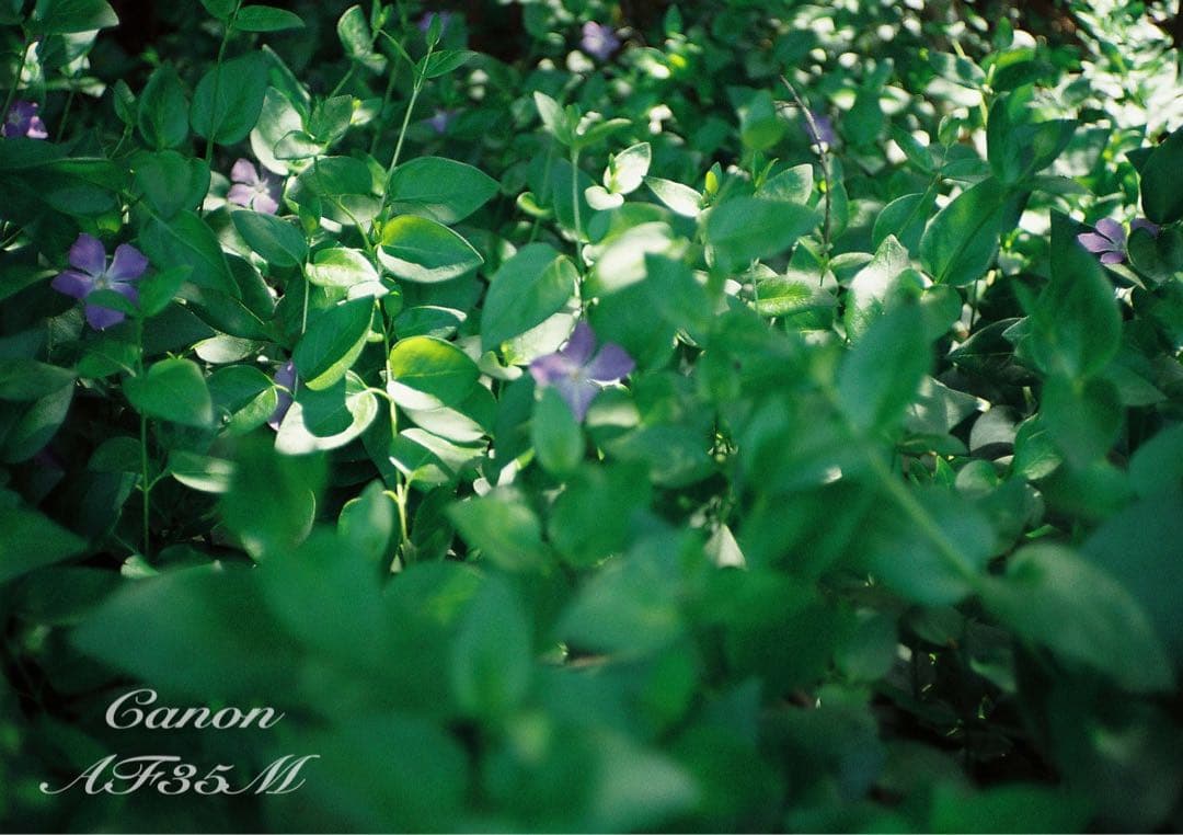 ★canon af35m（オートボーイ）★希少!完動品＊美品★フィルム入門！