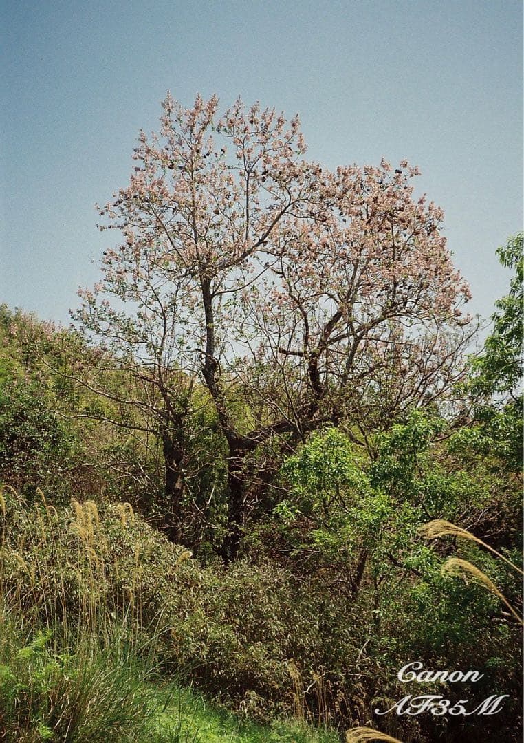 ★canon af35m（オートボーイ）★希少!完動品＊美品★フィルム入門！