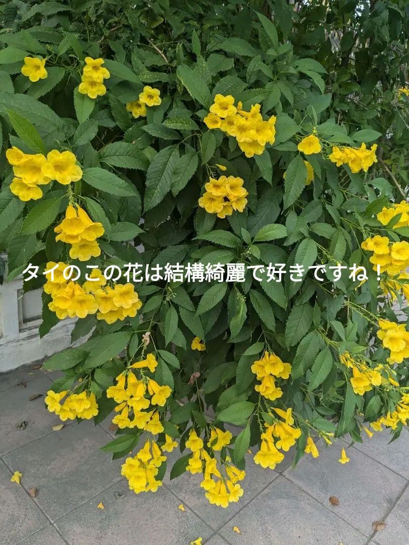 【妲己ちゃん！】タイのお守りプラクルアン！九尾の狐！恋愛運＆仕事運アップ！