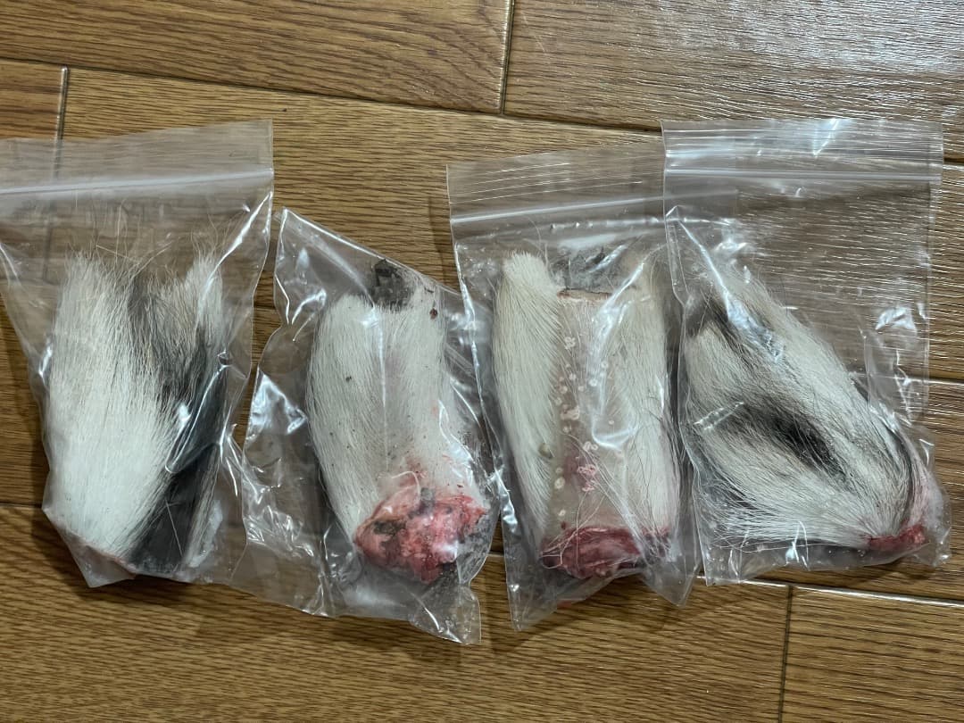 ニホンジカの尻尾 4本