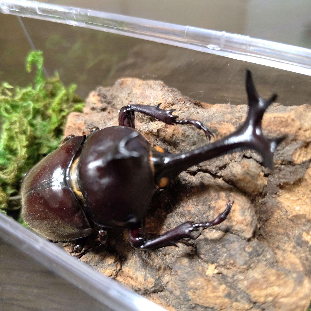 野生極美特大超巨大頭角19.7mm体長80mmぐらい黒ブラックカブトムシ昆虫標本