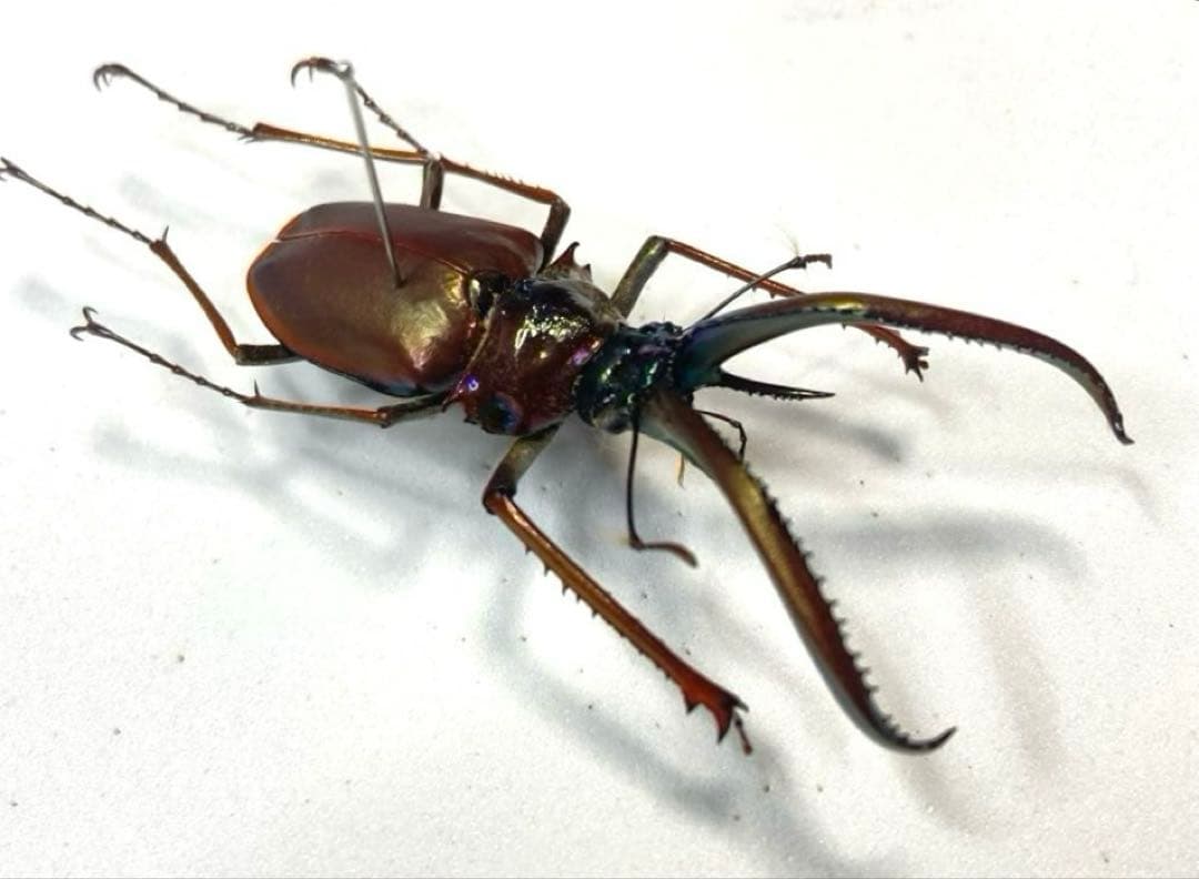 チリクワガタ♂ 約57ミリ