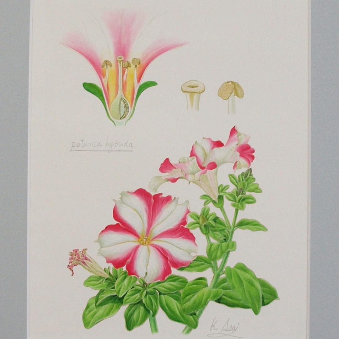 【絵画】ボタニカルアート　「ペチュニア」原画