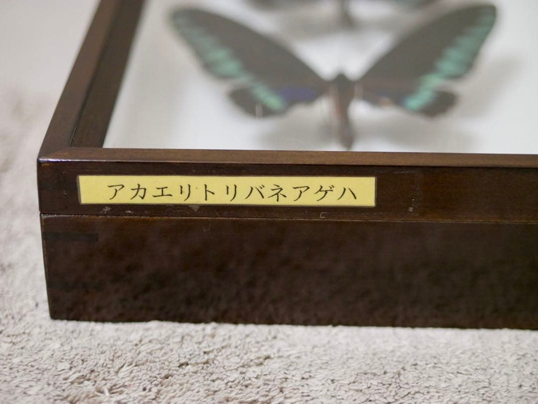 蝶標本 アカエリトリバネアゲハ各種 世界産地別コレクション 大型ドイツ箱