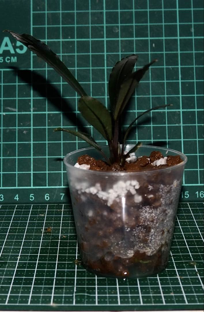 Bucephalandra sp\"Deep Purple\"【AZ0617-31】