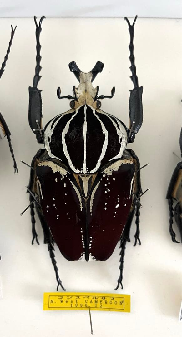 特大‼️ゴライアスオオツノハナムグリ標本