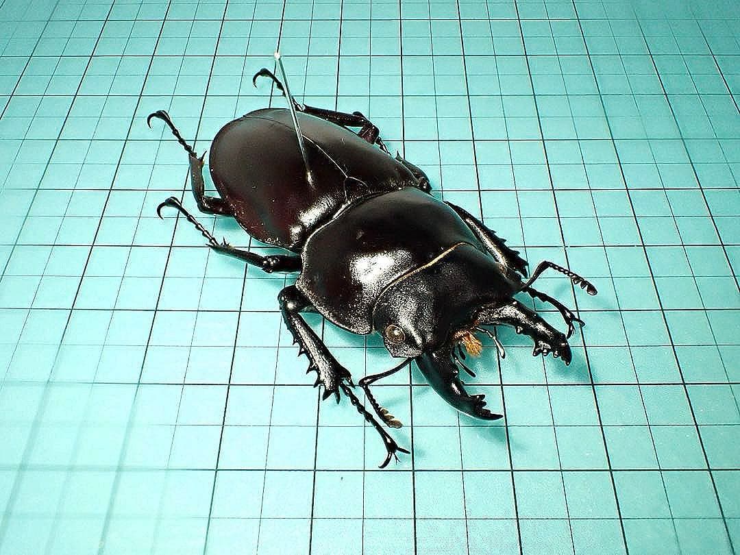 【標本】ヤエヤママルバネクワガタ　石垣島産　54.6ミリ　規制前採集個体