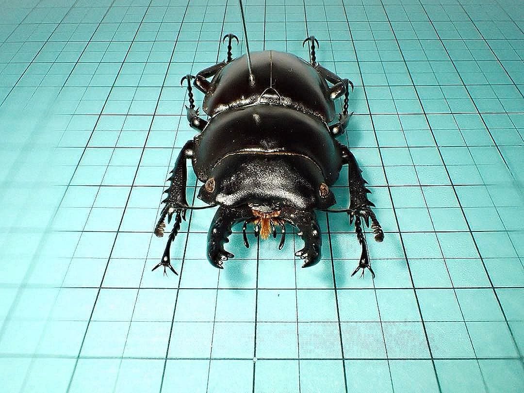 【標本】ヤエヤママルバネクワガタ　石垣島産　54.6ミリ　規制前採集個体