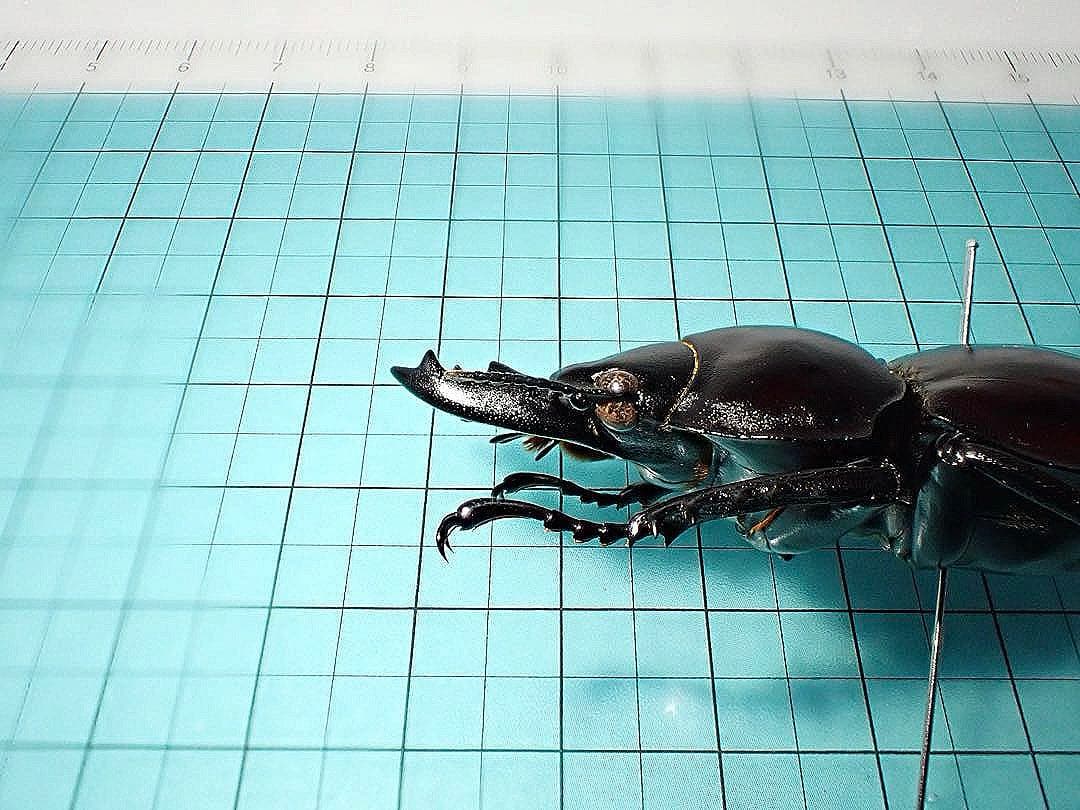 【標本】ヤエヤママルバネクワガタ　石垣島産　54.6ミリ　規制前採集個体