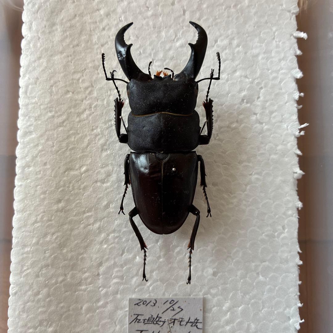 超特大　野外採集品　サキシマヒラタ　77.0㎜