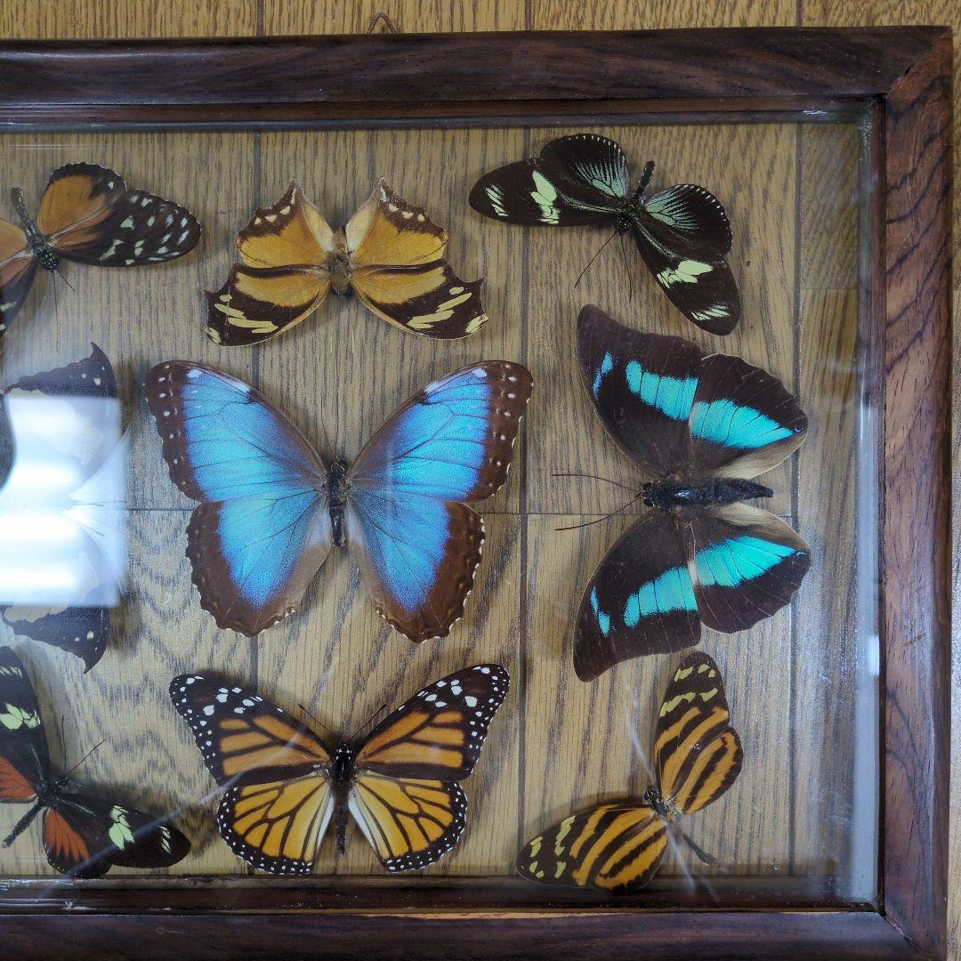 蝶の標本 木製フレーム入り