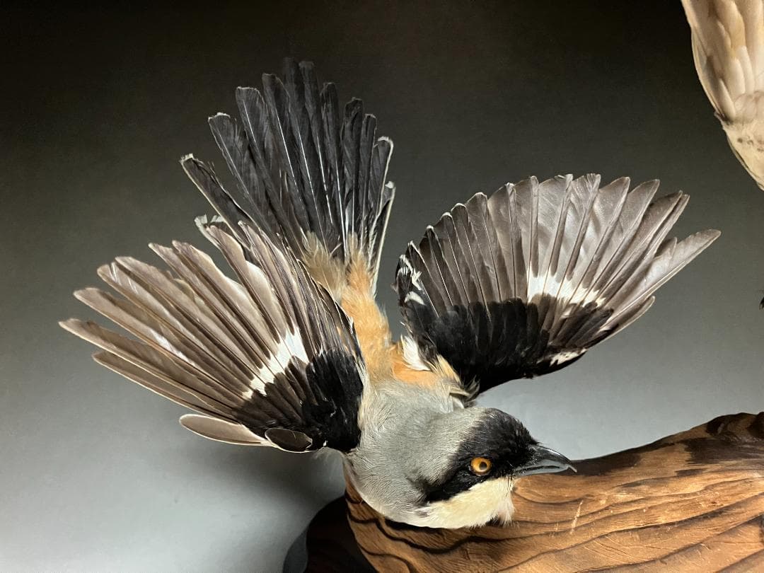 もずの剥製：種の保存法に該当しない鳥