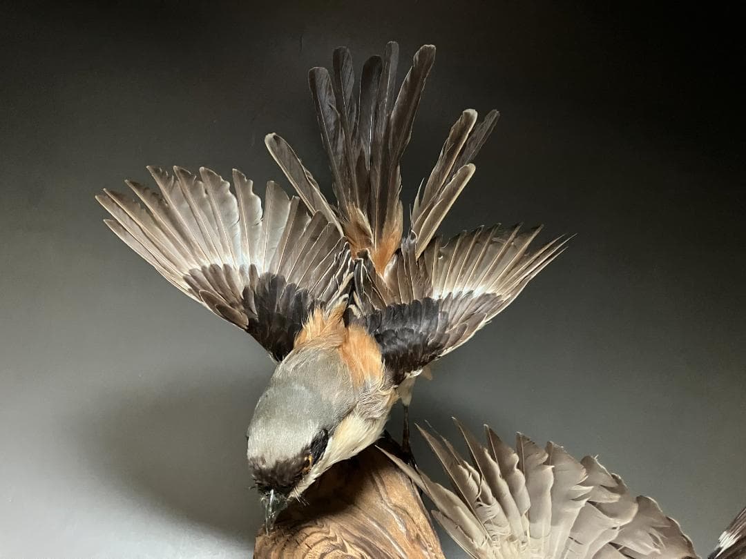 もずの剥製：種の保存法に該当しない鳥