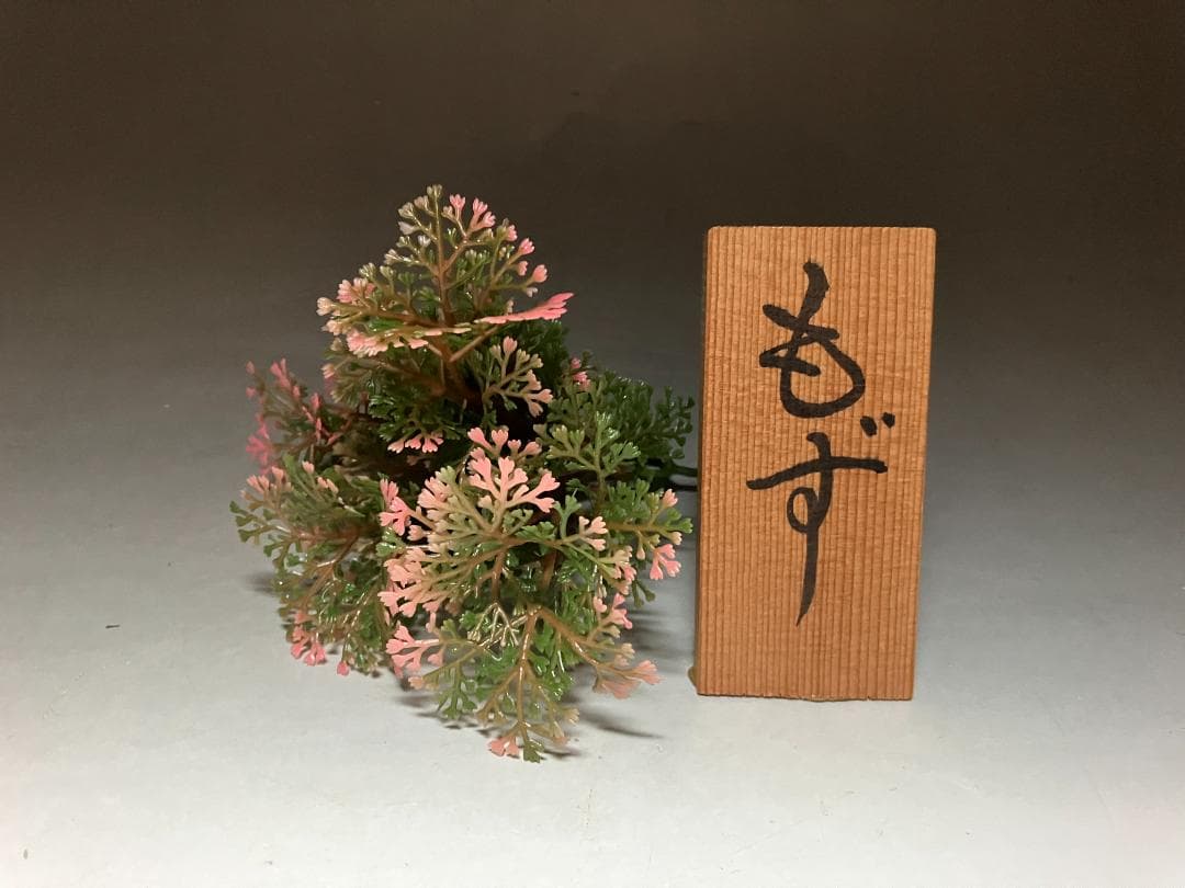 もずの剥製：種の保存法に該当しない鳥