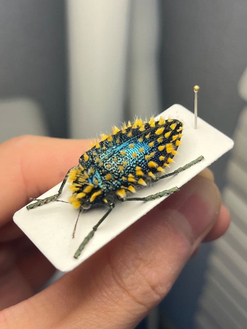 【極美展足】ムラサキケブカフトタマムシ スハンダエ プラチナコガネコブハムシ標本